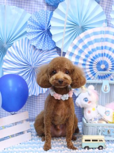 20231109マロンくん